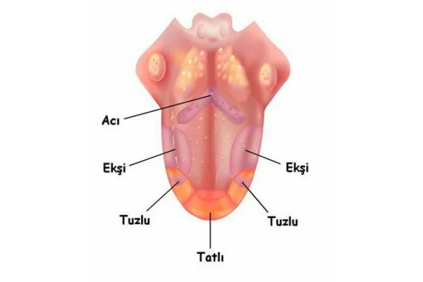 Likitlerden Tat alamama nedenleri?